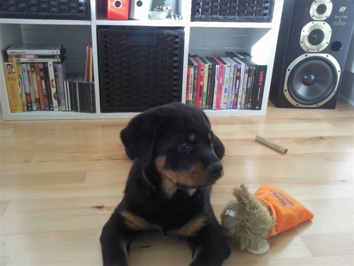 Rottweiler King *Solgt* :( billede 5