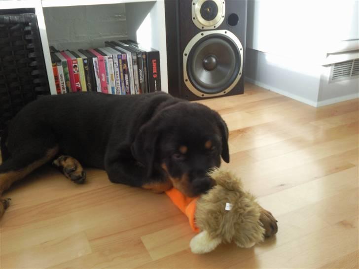 Rottweiler King *Solgt* :( - I må ikke tage mit legetøj :P billede 6