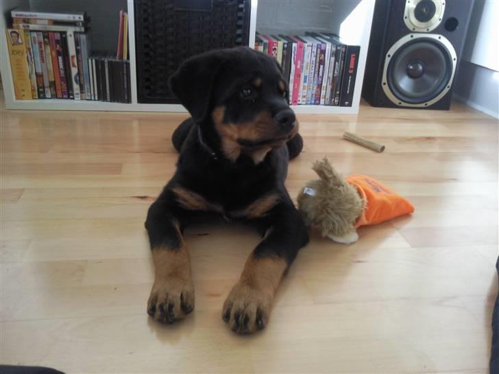 Rottweiler King *Solgt* :( billede 7
