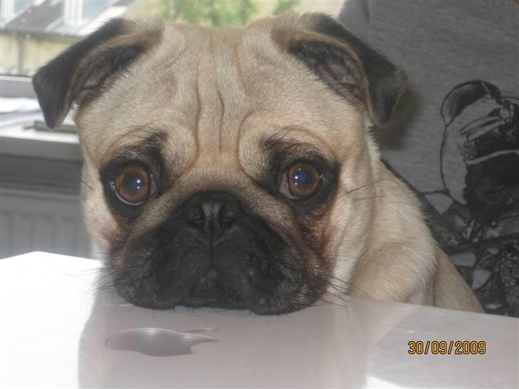 Mops Malou billede 16