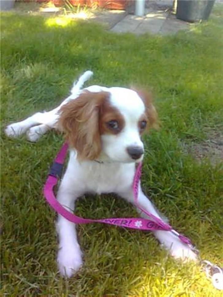 Cavalier king charles spaniel Fifi´s Prins sofus - se hvor fotogén jeg er ^^ billede 7