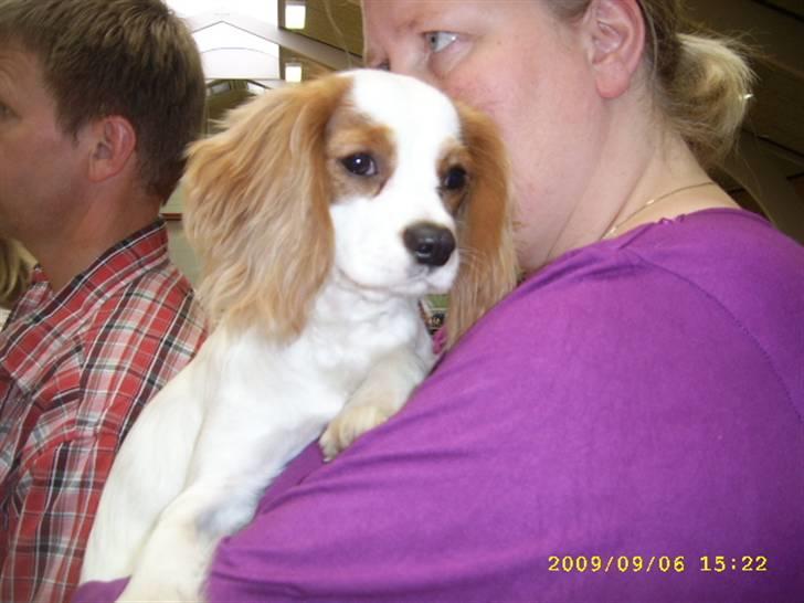 Cavalier king charles spaniel Fifi´s Prins sofus - at sidde i arm er nu det bedste i verden... min menneske mor billede 8