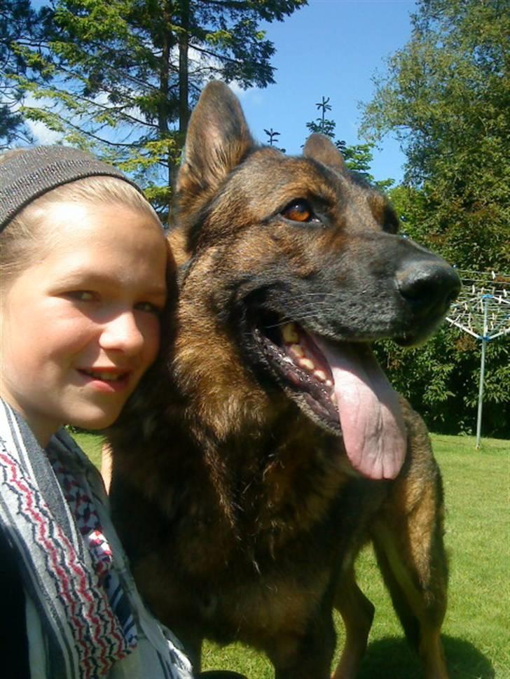 Schæferhund Tiny DØD :*( WHAA billede 1