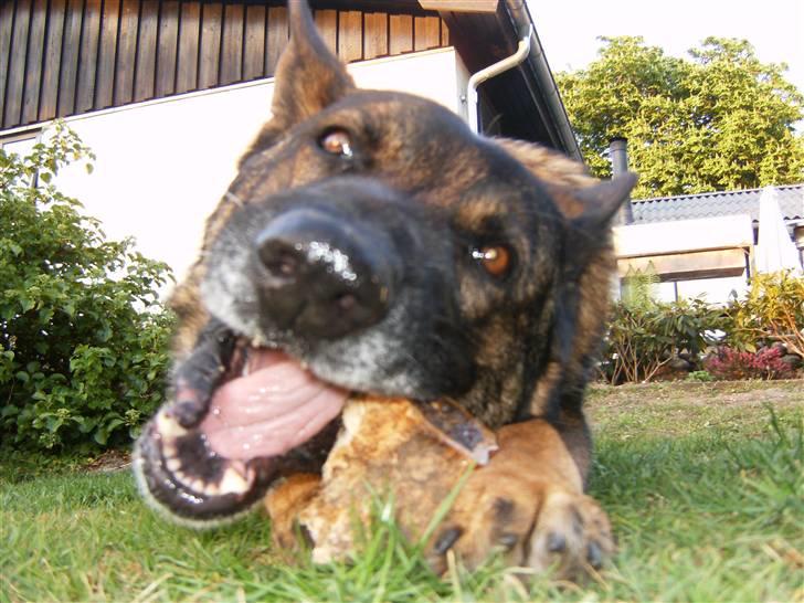 Schæferhund Tiny DØD :*( WHAA billede 2