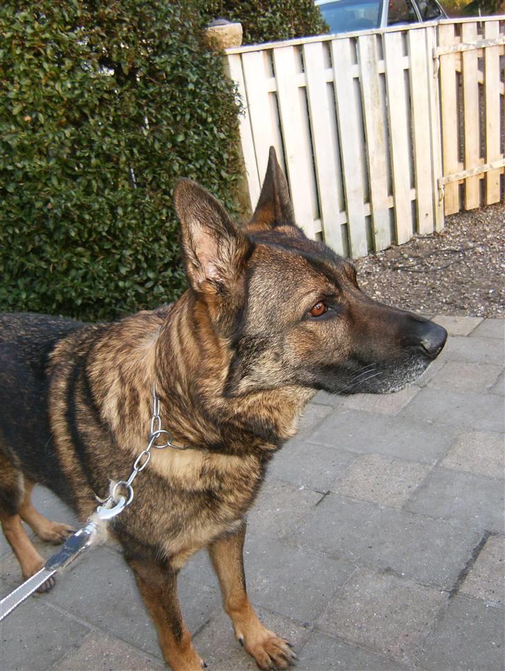 Schæferhund Tiny DØD :*( WHAA billede 3