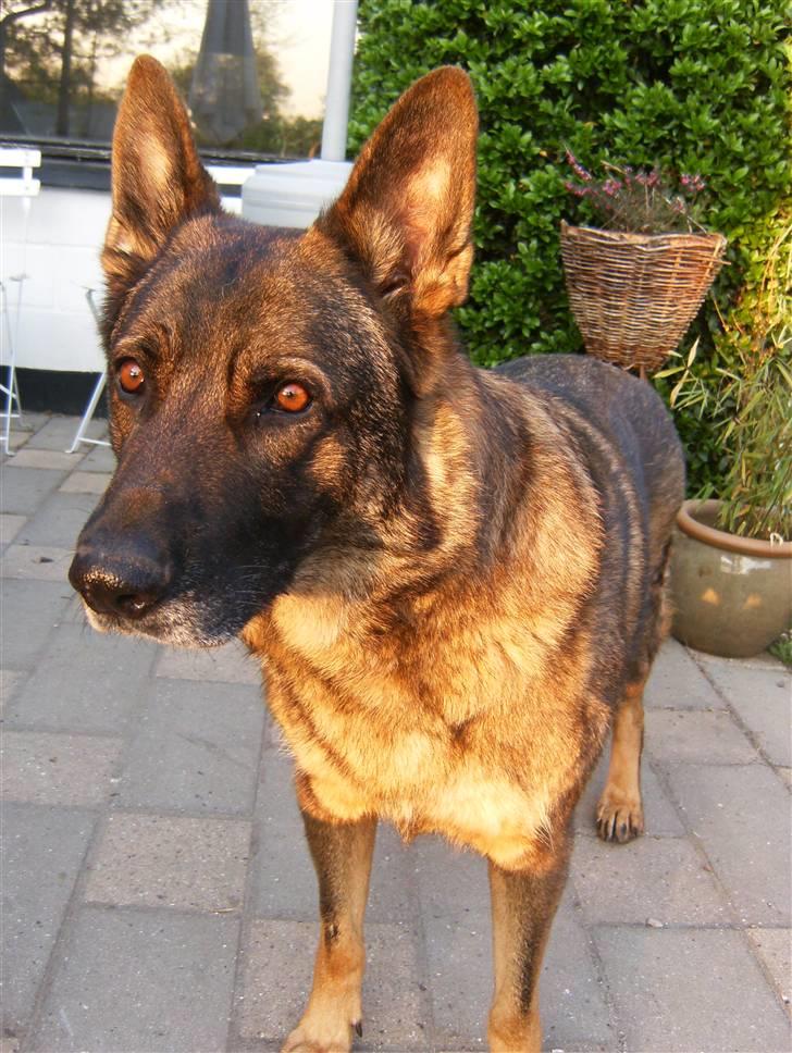 Schæferhund Tiny DØD :*( WHAA billede 4