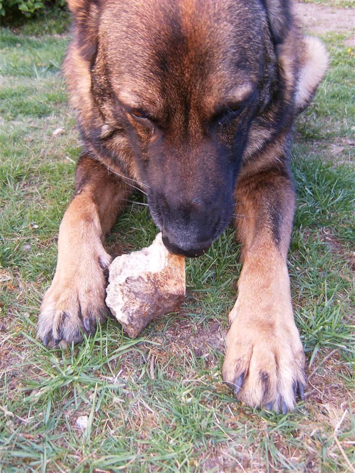 Schæferhund Tiny DØD :*( WHAA billede 5