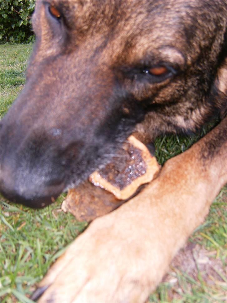 Schæferhund Tiny DØD :*( WHAA billede 6