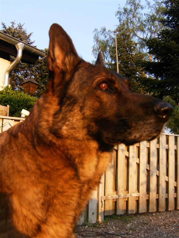 Schæferhund Tiny DØD :*( WHAA billede 7