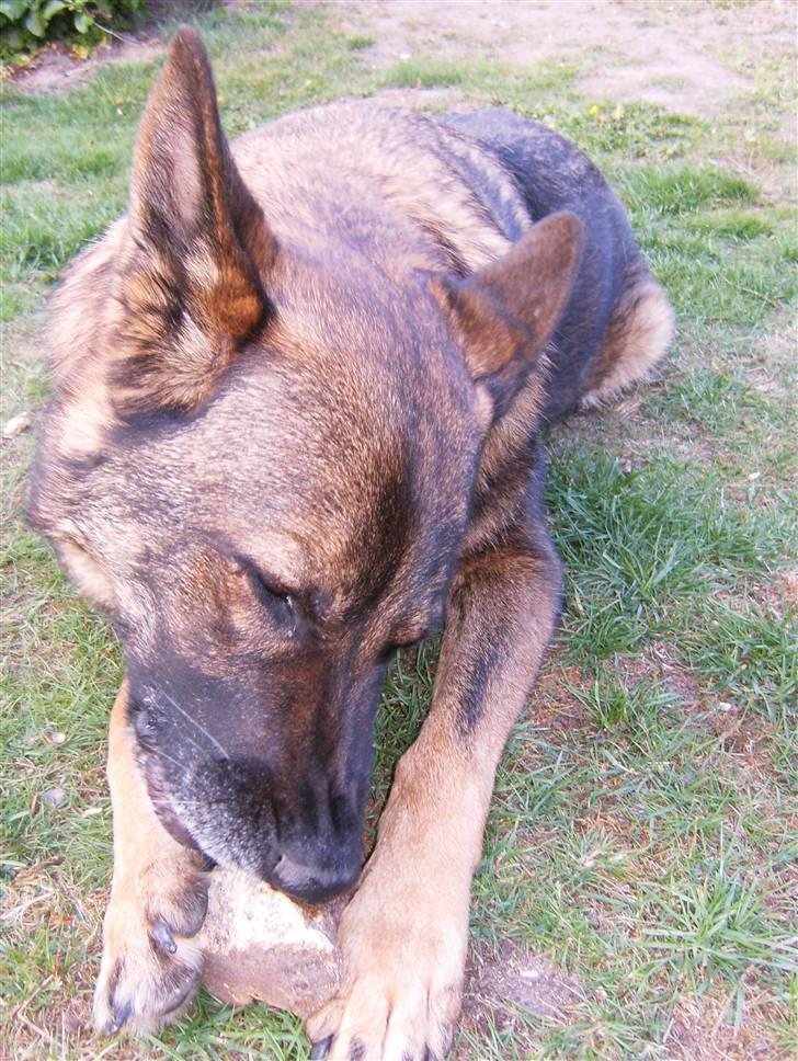 Schæferhund Tiny DØD :*( WHAA billede 8