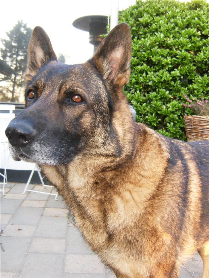 Schæferhund Tiny DØD :*( WHAA billede 9