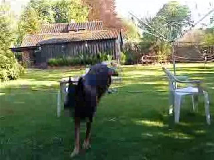 Schæferhund Tiny DØD :*( WHAA billede 10