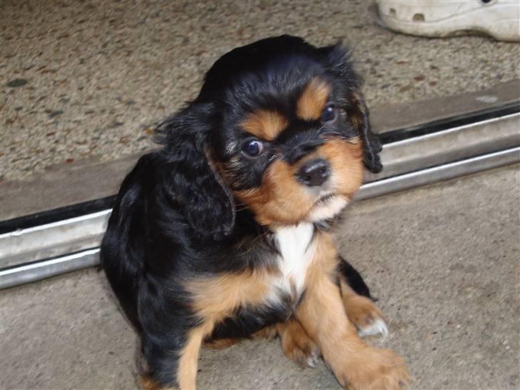 Cavalier king charles spaniel Slottet's Mr. Coco billede 1