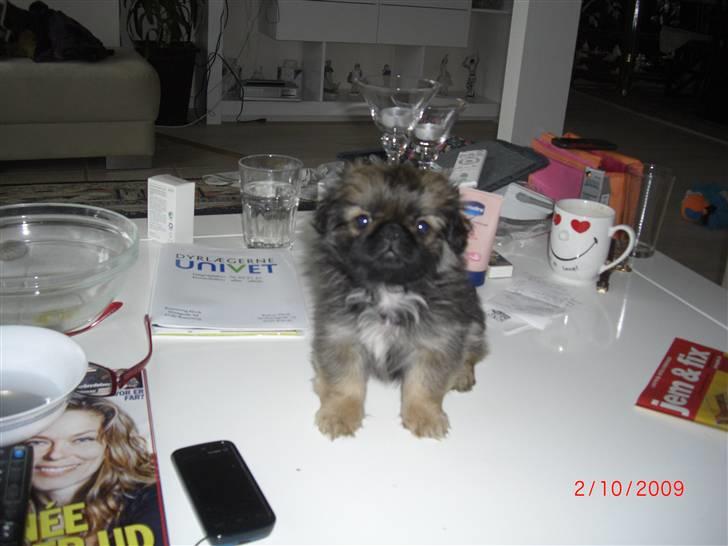 Pekingeser Gizmo - Her er jeg så helt ny 8 uger og en dag og er kommet hjem til min storbror billede 12