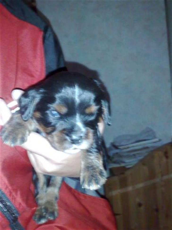 Cavalier king charles spaniel Slottet's Mr. Coco billede 2