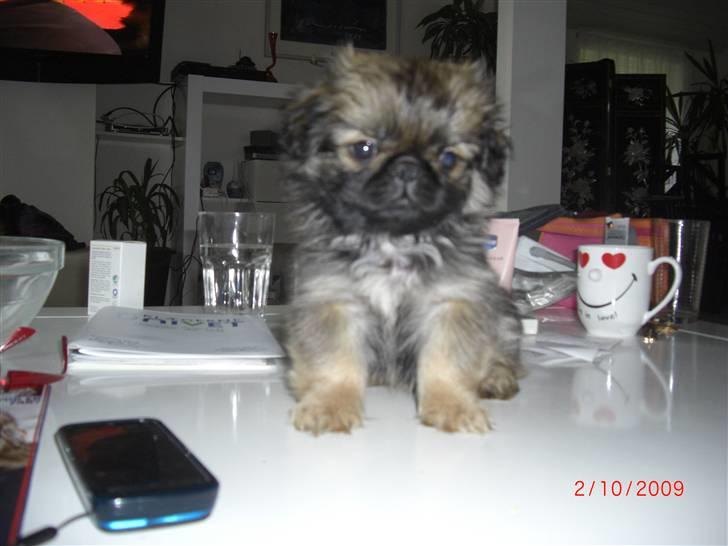 Pekingeser Gizmo - Jeg hedder forresten Kiwii og lystre kun det navn + mit efternavn. billede 13