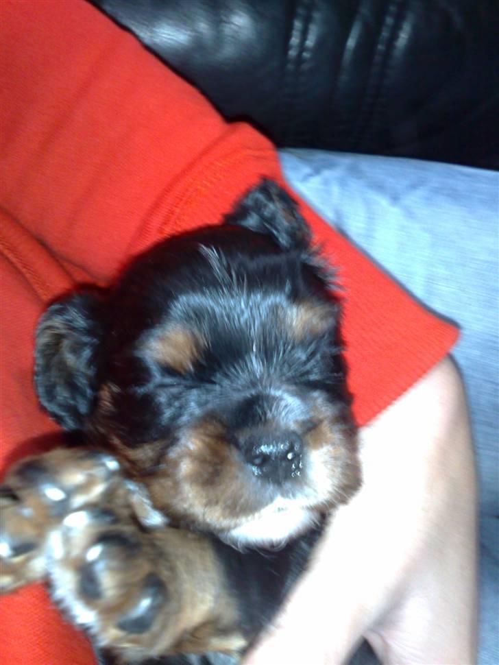 Cavalier king charles spaniel Slottet's Mr. Coco billede 3