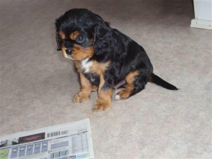 Cavalier king charles spaniel Slottet's Mr. Coco billede 4