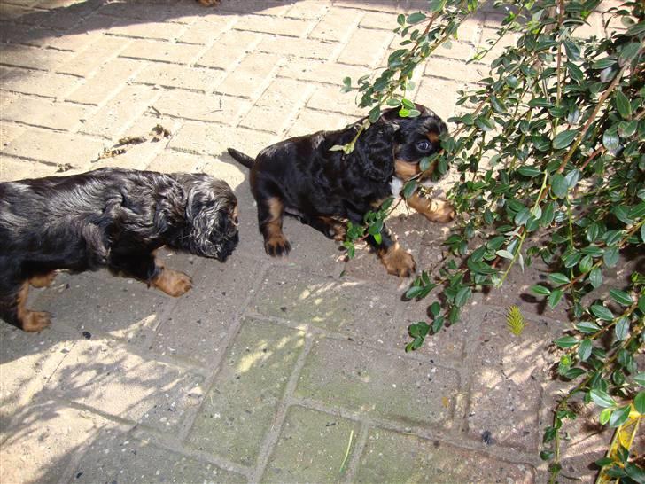 Cavalier king charles spaniel Slottet's Mr. Coco billede 5