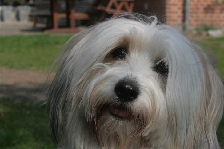 Coton de tulear Kandi - Soul Sister! <3 - Velkommen til Kandi aka. Kande´s profil .. Fotograf: CFJ billede 1