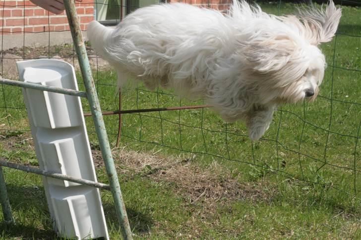 Coton de tulear Kandi - Soul Sister! <3 - Kandi jumper efter lang pause! :D
Fotograf: CFJ billede 4