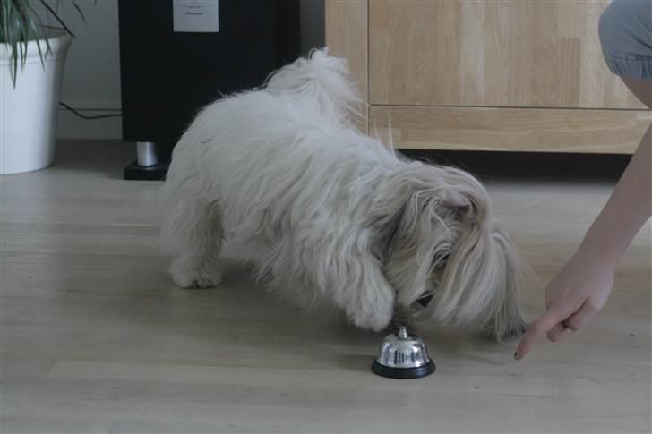 Coton de tulear Kandi - Soul Sister! <3 - Tisseklokken! :* 
Fotograf: CFJ billede 10