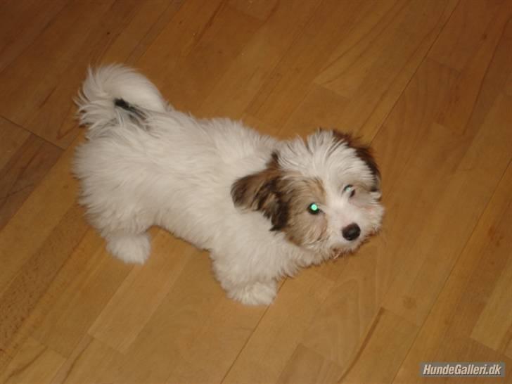 Coton de tulear Kandi - Soul Sister! <3 - En af de første dage med Kandi! 

Fotograf: Syrine Glambert Pallisby  billede 11