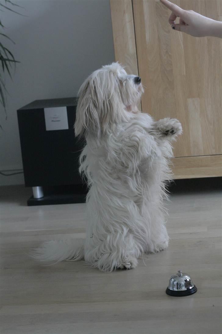 Coton de tulear Kandi - Soul Sister! <3 - Kande ´sidder på numse! :'D 
Fotograf: CFJ billede 12