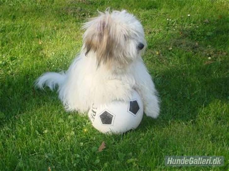 Coton de tulear Kandi - Soul Sister! <3 - Smukke kande, inden hun blev klippet! ;)
Fotograf: Syrine Glambert Pallisby  billede 14