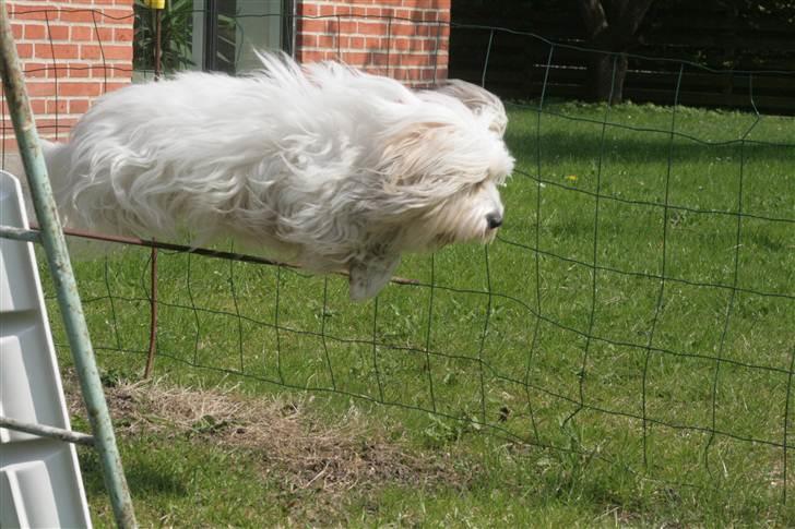 Coton de tulear Kandi - Soul Sister! <3 - Kandi jumper! ;)
Fotograf: CFJ billede 15