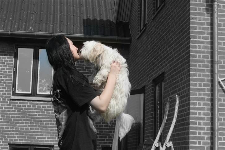 Coton de tulear Kandi - Soul Sister! <3 - Fotograf: CFJ 
Jeg elsker dig kande! <3 billede 16