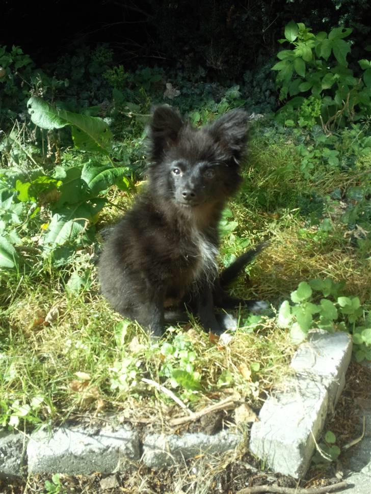 Blanding af racer Bertil billede 6