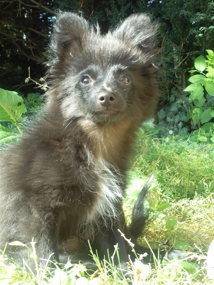 Blanding af racer Bertil billede 7