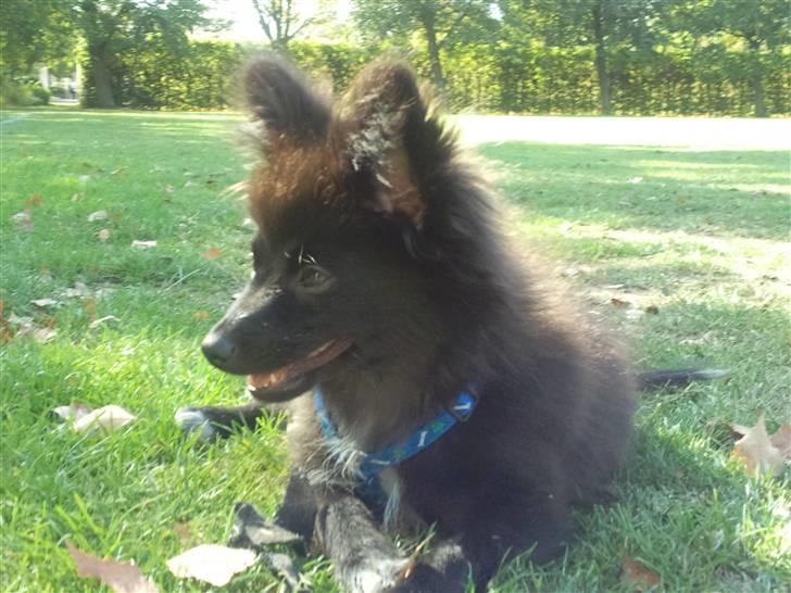 Blanding af racer Bertil billede 8