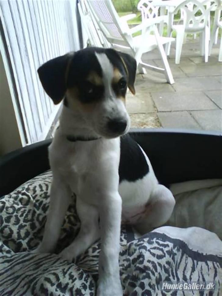 Dansk svensk gaardhund Chicko billede 17