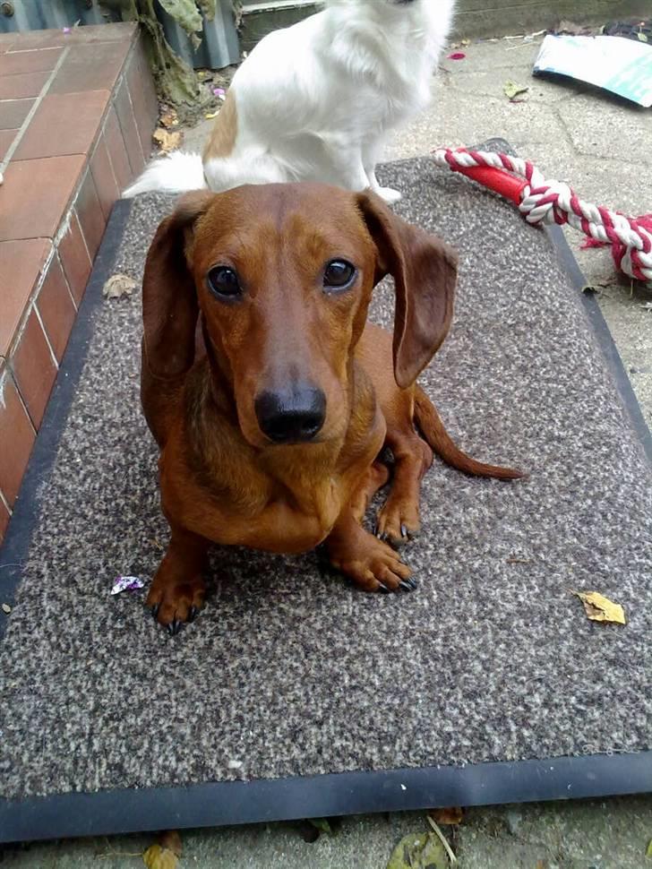 Gravhund Chicco <3 billede 12