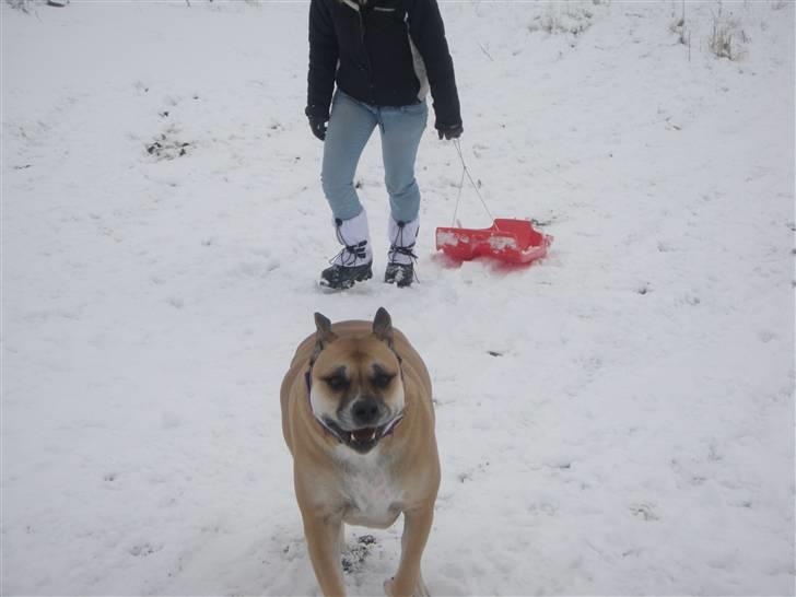 Dogo canario Bella billede 19