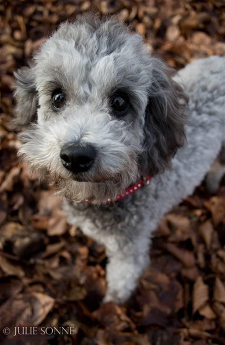 Dværgpuddel Aagaard's La Pura Vida - Smukke Emma efteråret 2008 billede 14