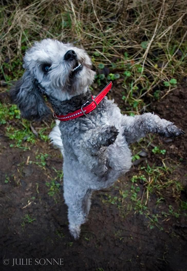 Dværgpuddel Aagaard's La Pura Vida billede 15