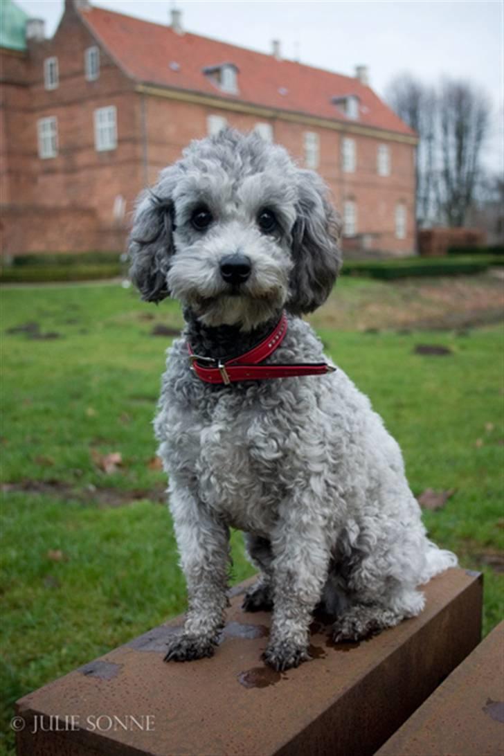 Dværgpuddel Aagaard's La Pura Vida - Emma ved hollufgård. Taget af Sonne.  billede 16