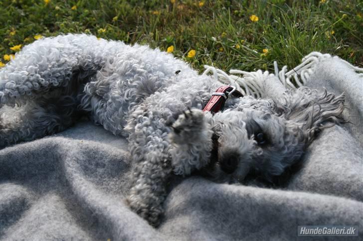 Dværgpuddel Aagaard's La Pura Vida billede 17