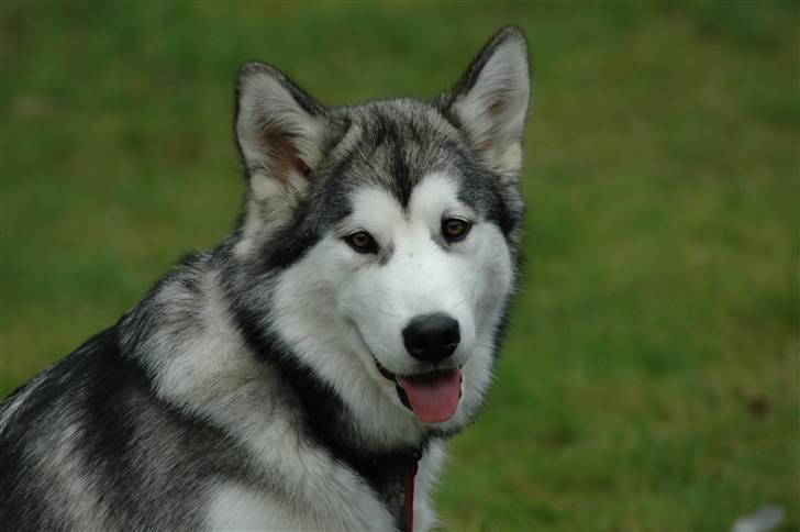 Alaskan malamute Wolfine - er jeg ikke bare dejlig  det synes min far ihvertfald billede 10