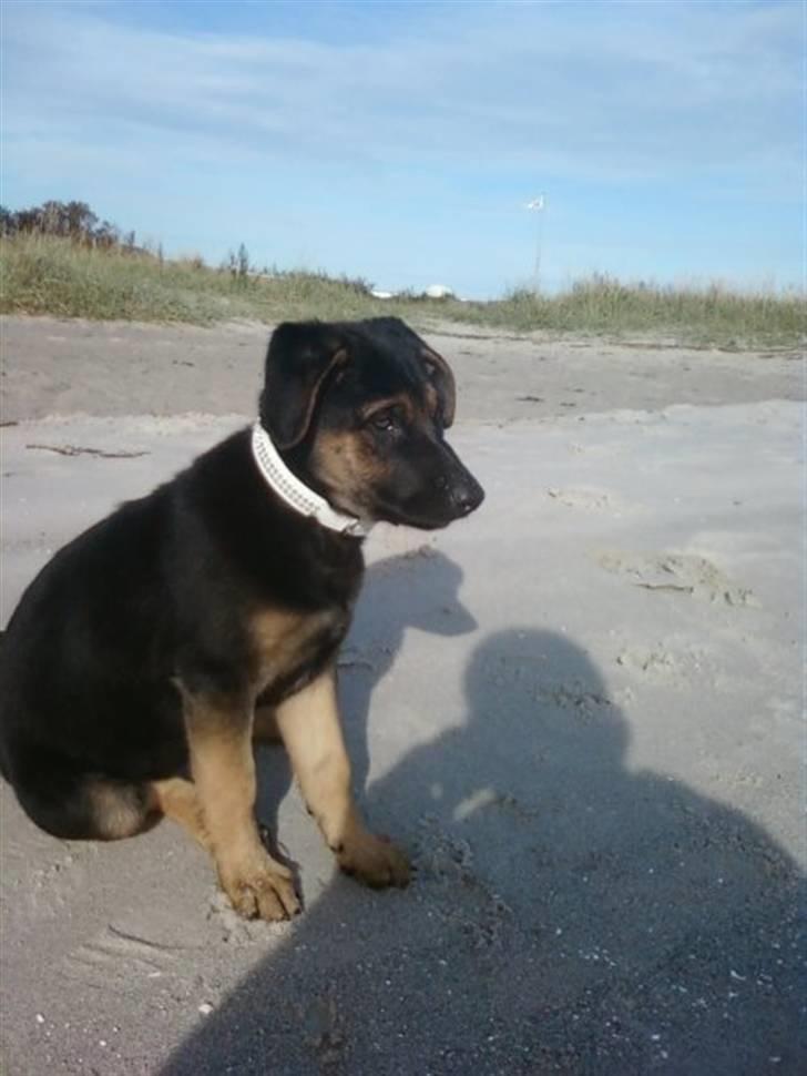 Blanding af racer - Margrethe - Her er vi ved stranden med hende :-) Det kan hun godt li´ - dog ikke så meget det kolde vand - 10 uger gammel billede 1