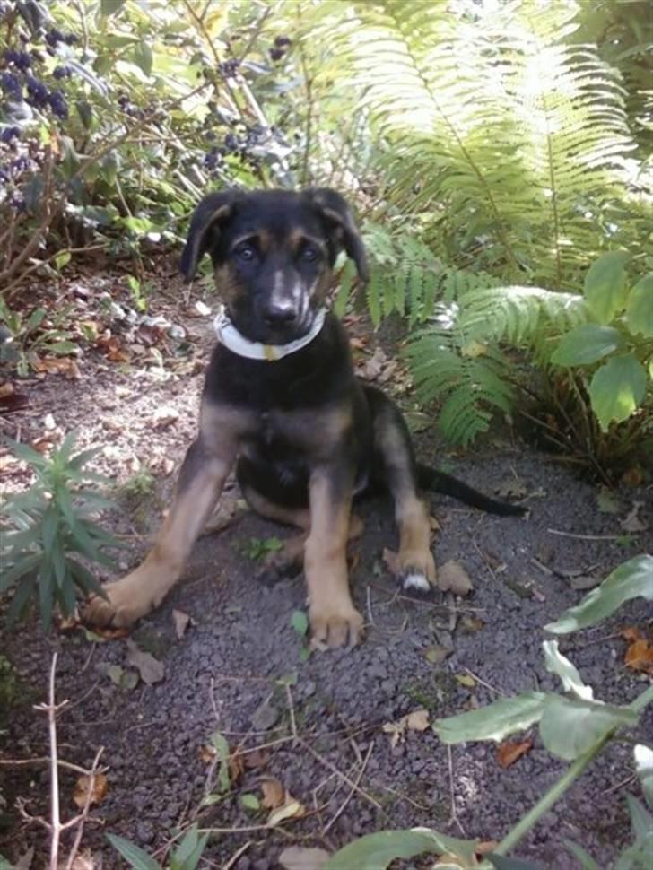 Blanding af racer - Margrethe - Lille Margrethe i naturen - 10 uger gammel billede 2