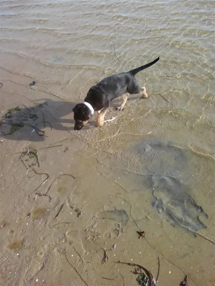 Blanding af racer - Margrethe - Måske lidt kan hun lide det vand der :) Kun lidt!  - 10 uger gammel billede 3