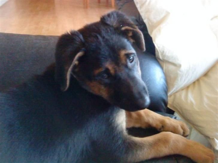 Blanding af racer - Margrethe - Her kan man godt se at det er en Schæfer hund :) - 10 uger gammel billede 4