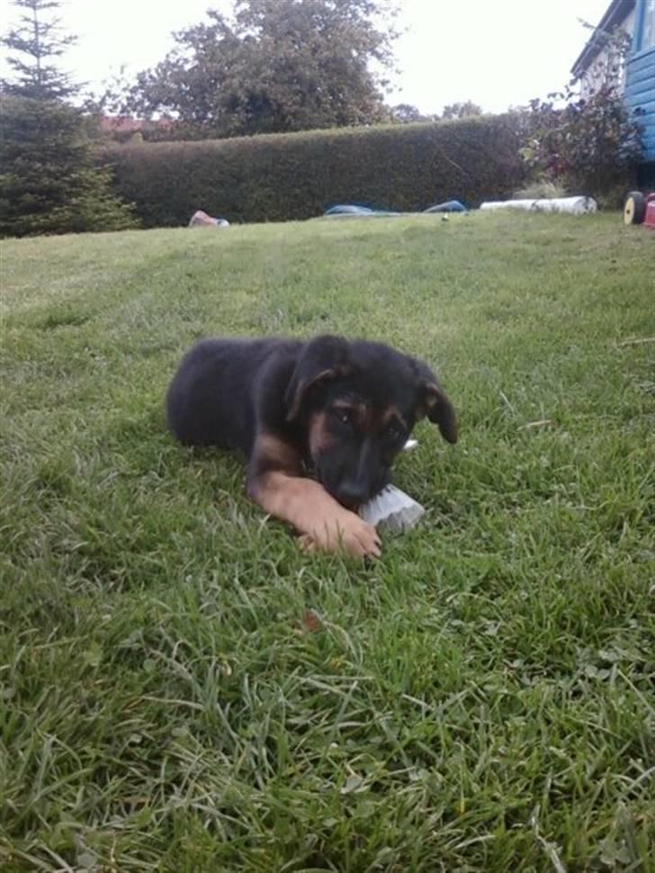 Blanding af racer - Margrethe - Leger lige lidt med en tennisbold - 10 uger gammel billede 5