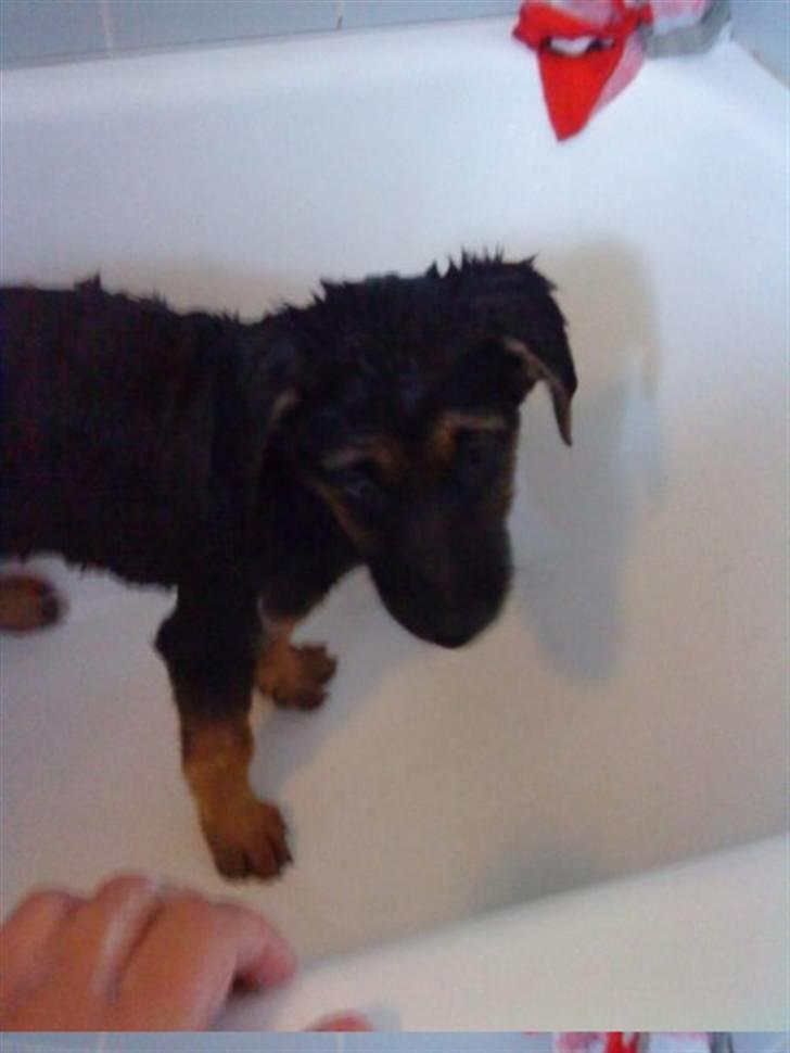 Blanding af racer - Margrethe - Her har hun lige været i bad for første gang, det bryder hun sig IKKE om. Det kommer nok - 10 uger gammel billede 6