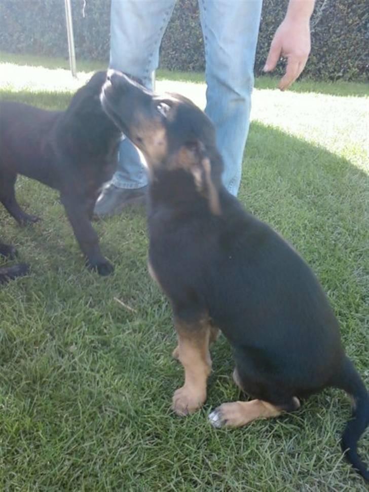 Blanding af racer - Margrethe - Her henter jeg hende - 10 uger gammel billede 7