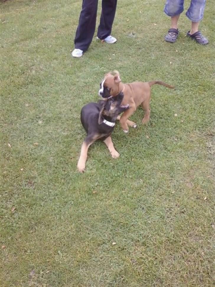 Blanding af racer - Margrethe - Leger med naboens boxer som er 8 uger gammel er han - 11 uger gammel billede 8